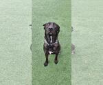 Small Photo #3 Holland Shepherd-Labrador Retriever Mix Puppy For Sale in Rockwall, TX, USA