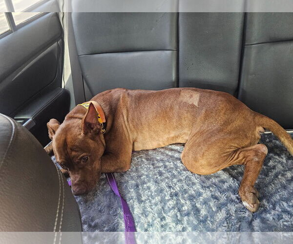 Medium Photo #11 American Pit Bull Terrier-Staffordshire Bull Terrier Mix Puppy For Sale in Fuquay-Varina, NC, USA