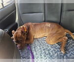 Small Photo #11 American Pit Bull Terrier-Staffordshire Bull Terrier Mix Puppy For Sale in Fuquay-Varina, NC, USA