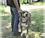 Small #5 Catahoula Leopard Dog Mix