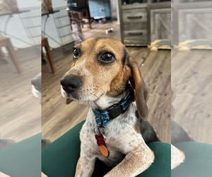 Beagle Dogs for adoption in Tampa, FL, USA