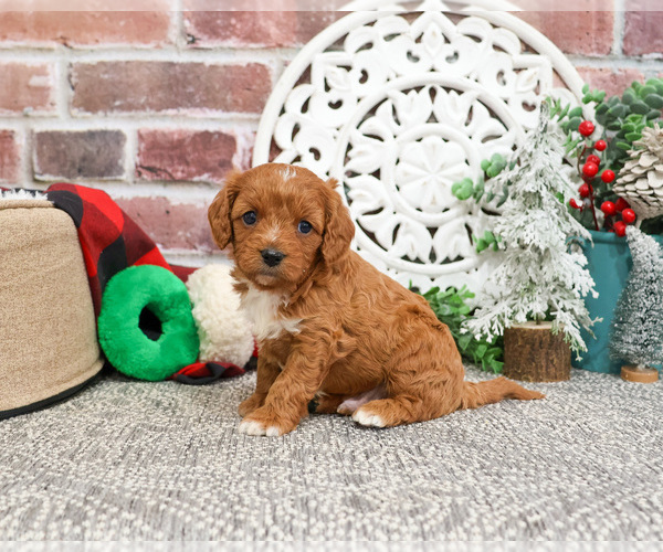Medium Photo #18 Cavapoo (Miniature) Puppy For Sale in SYRACUSE, IN, USA