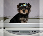 Small #4 Yorkshire Terrier