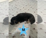 Small #11 German Shepherd Dog