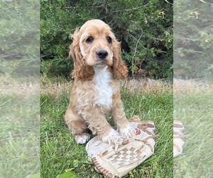 Cocker Spaniel Puppy for sale in MIDDLEBURY, IN, USA