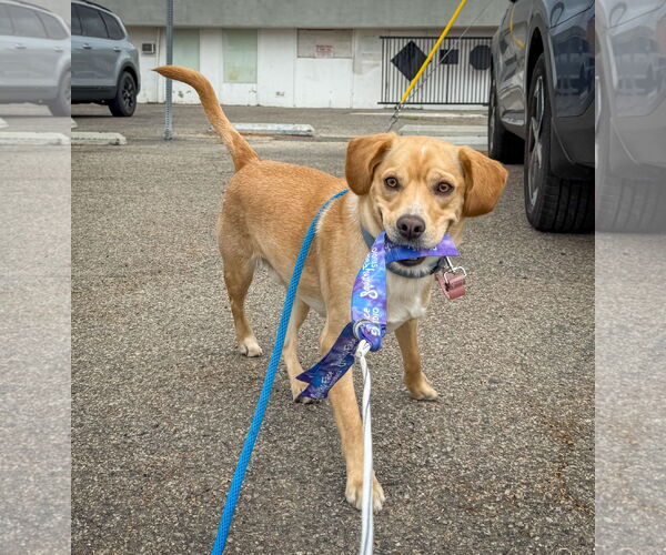Medium Photo #17 Labrador Retriever-Unknown Mix Puppy For Sale in San Diego, CA, USA