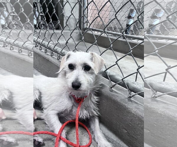 Medium Photo #9 Chihuahua-Unknown Mix Puppy For Sale in San Jose, CA, USA