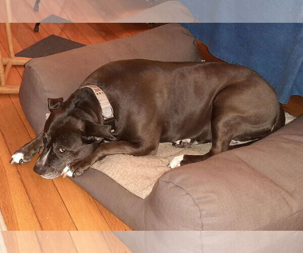 Medium Photo #3 Labrador Retriever-Unknown Mix Puppy For Sale in Westminster, MD, USA