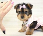 Small #7 Yorkshire Terrier