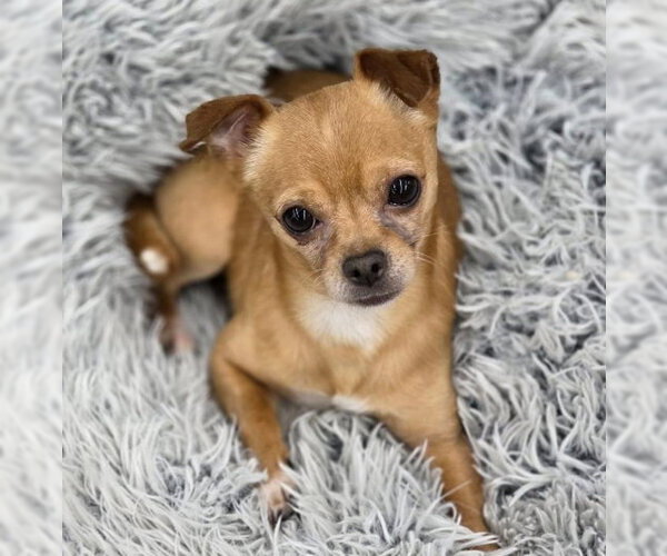 Medium Photo #6 Chihuahua Puppy For Sale in Chino Hills, CA, USA
