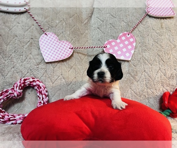 Medium Photo #4 Cocker Spaniel-Havanese Mix Puppy For Sale in GILLETT, PA, USA