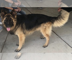 German Shepherd Dog Puppy for sale in ANTELOPE, CA, USA