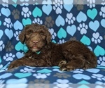 Small Photo #3 Aussiedoodle Puppy For Sale in PORT DEPOSIT, MD, USA