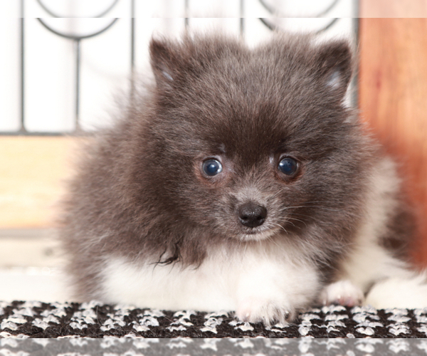 Medium Photo #4 Pomeranian Puppy For Sale in NAPLES, FL, USA