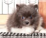 Small #3 Pomeranian