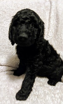 Medium Photo #11 Goldendoodle Puppy For Sale in ROSCOE, IL, USA