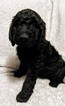 Small Photo #11 Goldendoodle Puppy For Sale in ROSCOE, IL, USA