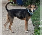 Small #5 American Foxhound-Beagle Mix
