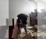 Small Mutt
