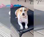 Layci - Female American Pit Bull Terrier-Unknown Mix Dog for Adoption - Small photo