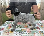 Puppy Puppy 4 German Shorthaired Pointer