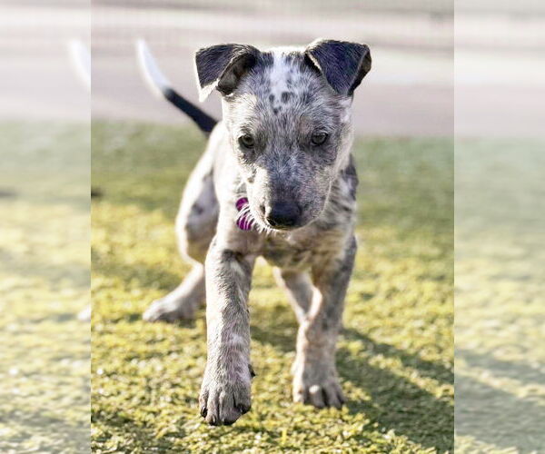 Medium Photo #4 Texas Heeler-Unknown Mix Puppy For Sale in Corona, CA, USA
