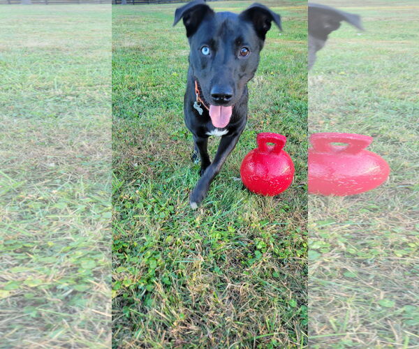 Medium Photo #4 Labrador Retriever-Unknown Mix Puppy For Sale in Doylestown, PA, USA