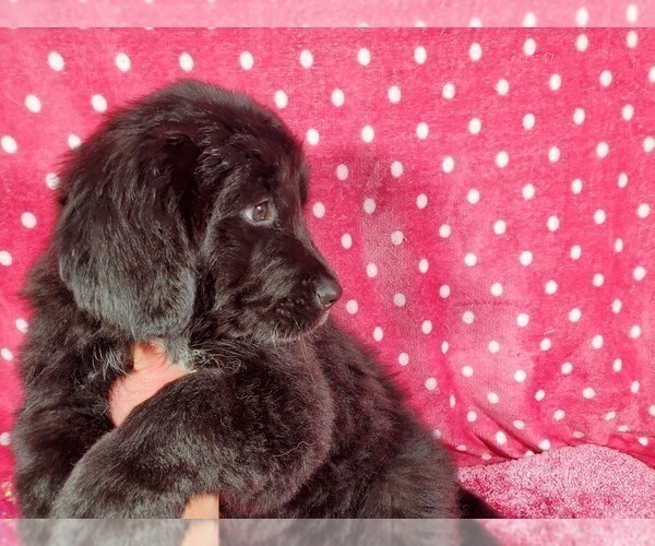 Medium Photo #8 Golden Mountain Dog Puppy For Sale in PEYTON, CO, USA