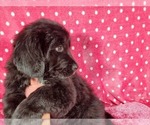 Small Photo #8 Golden Mountain Dog Puppy For Sale in PEYTON, CO, USA