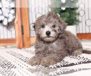 Poodle (Miniature) Puppy for sale in NAPLES, FL, USA