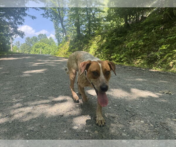 Medium Photo #4 Mutt Puppy For Sale in Candler, NC, USA