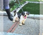 Small Shih Tzu Mix