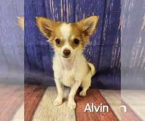 Chihuahua Puppy for Sale in HOMERVILLE, Georgia USA