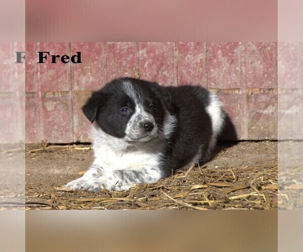 Medium Photo #3 Australian Cattle Dog-Border Collie Mix Puppy For Sale in CLARE, MI, USA
