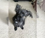 Small #2 Mutt