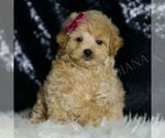 Small Photo #85 Maltipoo (Miniature) Puppy For Sale in WARSAW, IN, USA