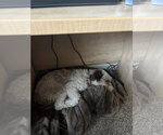 Small #4 Aussiedoodle Miniature 