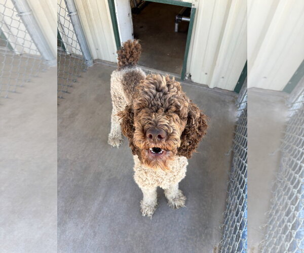 Medium Photo #4 Poodle (Standard)-Unknown Mix Puppy For Sale in Grafton, WI, USA