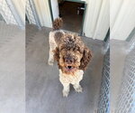 Small #3 Poodle (Standard) Mix