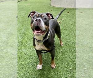 Mutt Dogs for adoption in San Francisco, CA, USA