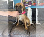 Small #5 Mutt