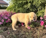 Small #2 Golden Retriever