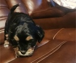 Puppy Puppy 4 Lhasa Apso-Papitese Mix