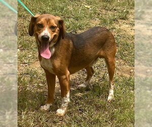 Beagle-Unknown Mix Dogs for adoption in Wetumpka, AL, USA
