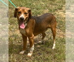 Small Beagle Mix