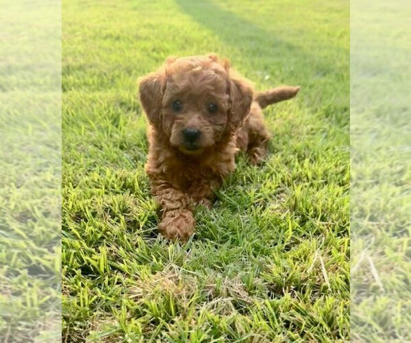 Medium Photo #5 Double Doodle Puppy For Sale in LAGRANGE, GA, USA