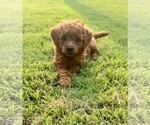 Small Photo #5 Double Doodle Puppy For Sale in LAGRANGE, GA, USA
