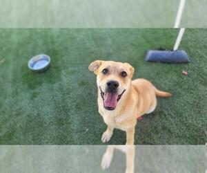 Labrador Retriever Dogs for adoption in Corona, CA, USA