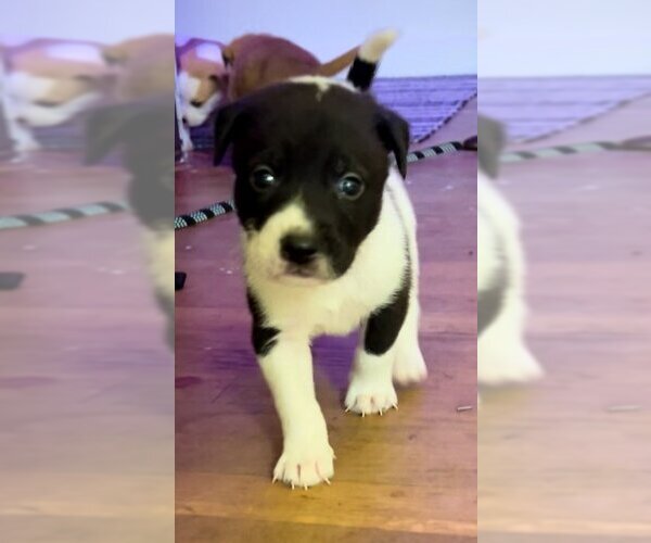 Medium Photo #1 American Pit Bull Terrier-Unknown Mix Puppy For Sale in Staley, NC, USA