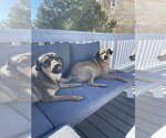 Small #3 Keeshond Mix